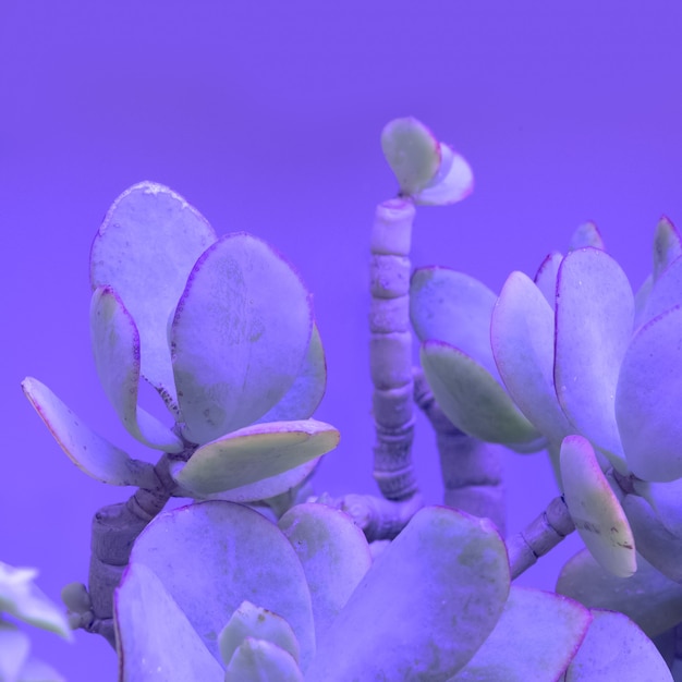 Kreatives Farbenpflanzendesign. Kaktus in lila Vibes