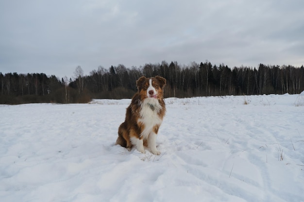 Kreatives Ganzkörperporträt des Hundes im Weitwinkel Brown Australian Shepherd sitzt im Schnee