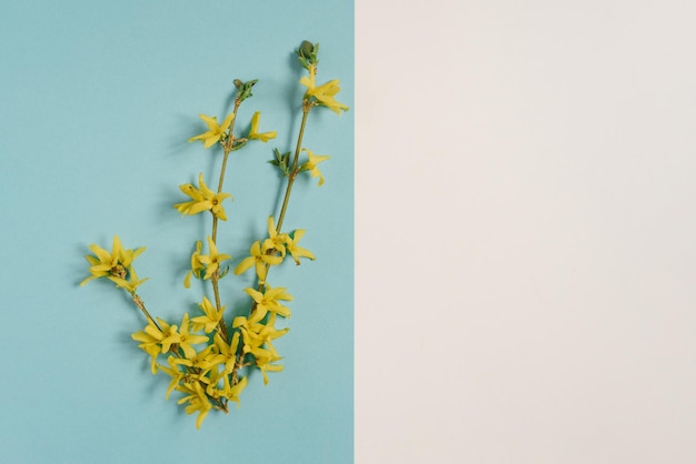 Kreatives Konzept von Frühling und Ostern Ein gelber Forsythia-Zweig auf blauem Hintergrund