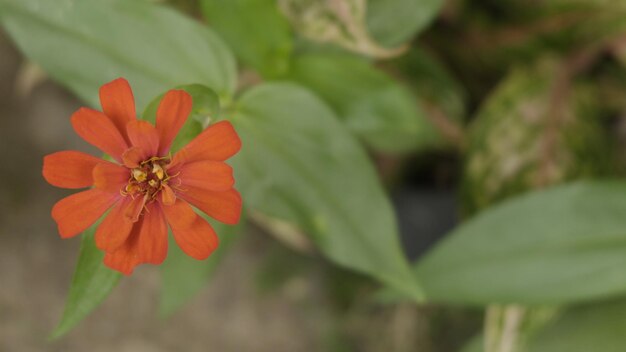 Foto kreatives layout aus wunderschönen orangefarbenen blumen im hinterhof. flach liegen. naturkonzept. zinnie.