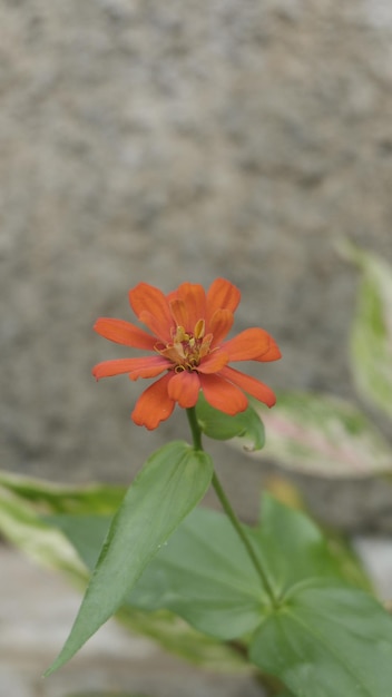 Kreatives Layout aus wunderschönen orangefarbenen Blumen im Hinterhof. Flach liegen. Naturkonzept. Zinnie.