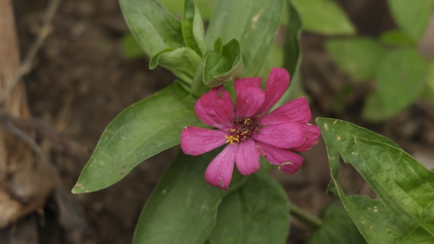 Foto kreatives layout aus wunderschönen rosa blumen im hinterhof. flach liegen. naturkonzept. zinnia per