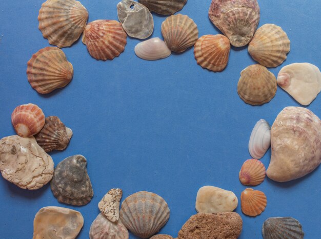 Kreatives Muschelmuster auf pastellblauem Hintergrund. Sommer flach liegen.