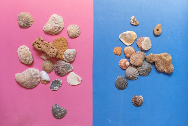 Kreatives Muschelmuster auf pastellrosa und blauem Hintergrund. Sommer flach liegen.