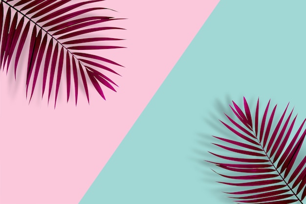 Kreatives Naturlayout aus Palmblatt auf pastellrosa und blauem Hintergrund