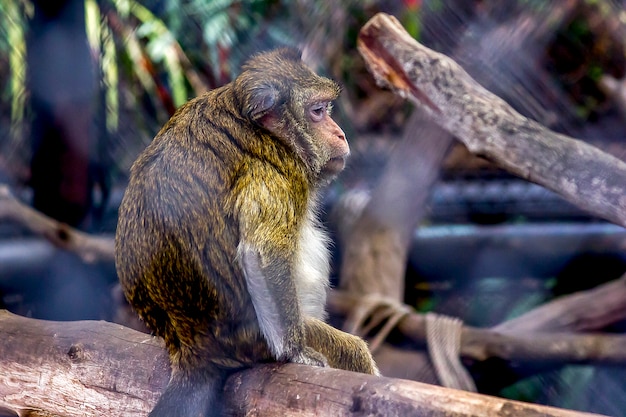 Krebs essender Macaque im Zoo