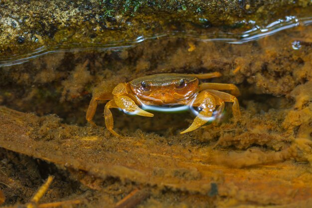 Krebskrebs im Regenwald