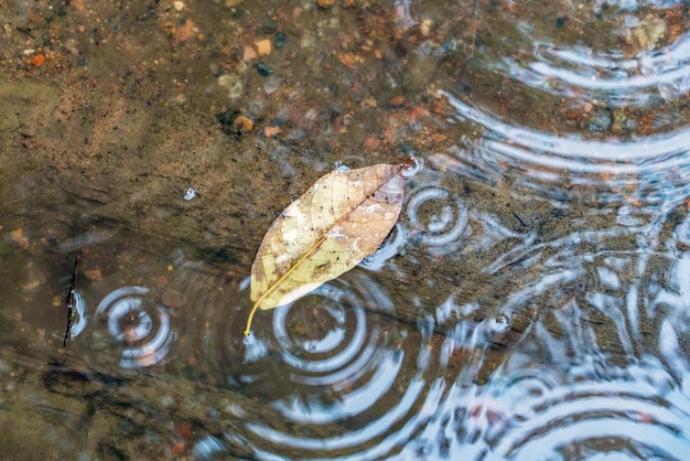 Kreise und Streifen von Regentropfen auf der Wasseroberfläche