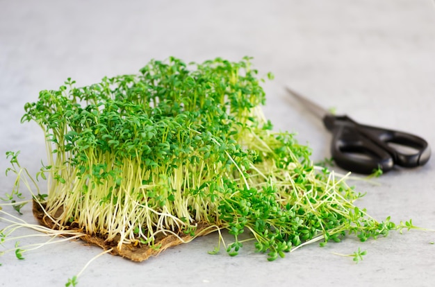 Kressepflanzen Microgreens als Teil eines gesunden Ernährungskonzepts Einige Sprossen schneiden, um sie in Salat zu verwenden