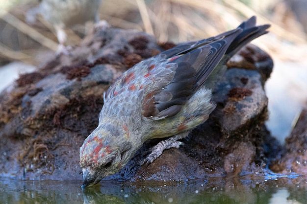 Kreuzschnabel Loxia Curvirostra Malaga Spanien