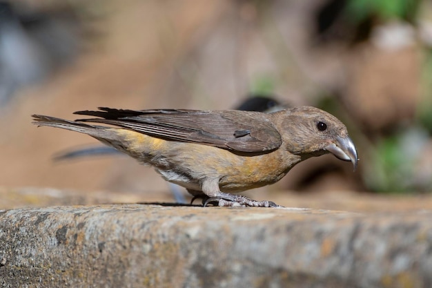 Kreuzschnabel Loxia Curvirostra Malaga Spanien