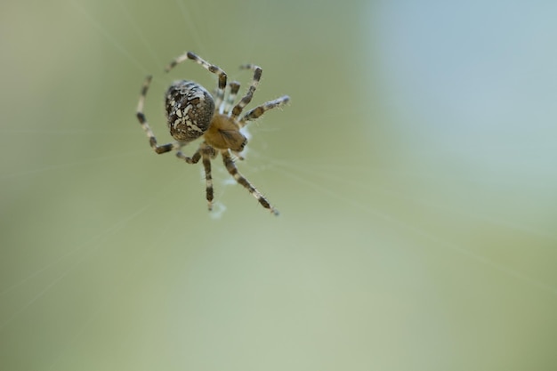 Kreuzspinne, die auf einem Spinnenfaden kriecht Halloween-Schreck Ein nützlicher Jäger unter