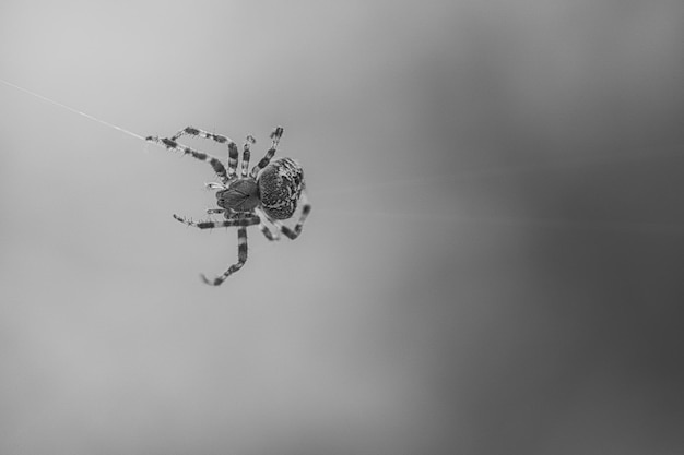 Kreuzspinne in Schwarz und Weiß geschossen, die auf einem Spinnenfaden kriecht Halloween-Schreck