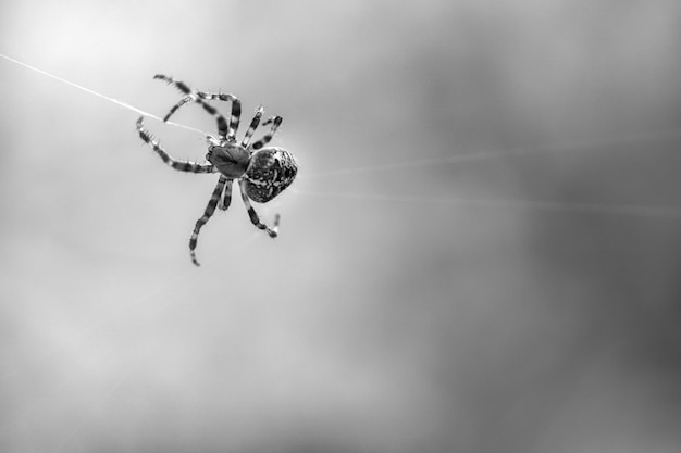 Kreuzspinne in Schwarz und Weiß geschossen, die auf einem Spinnenfaden kriecht Halloween-Schreck