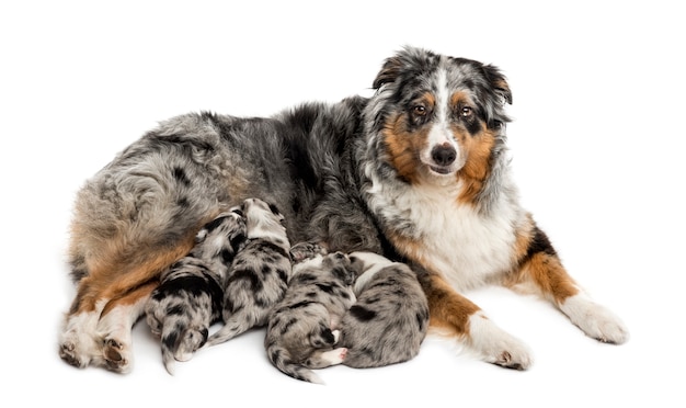 Kreuzung zwischen einem australischen Schäferhund und einem Border Collie, der von der Mutter säugt