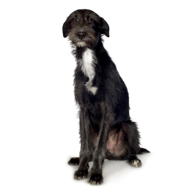 Kreuzungs- oder Mischlingshund mit 10 Monaten. Hundeporträt isoliert