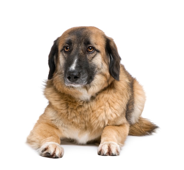 Kreuzungs- oder Mischlingshund mit 3 Jahren. Hundeporträt isoliert