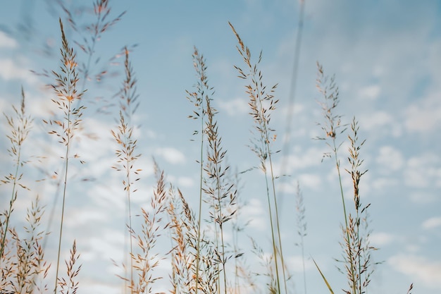 Kriechendes Straußgras (Agrostis stolonifera) gegen den schönen Himmel