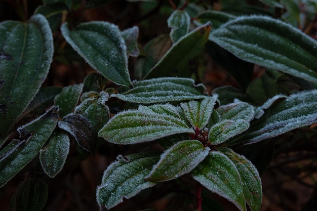 Kristallfrost bedeckte an einem kalten Morgen die bunten Gräser im Herbstgarten