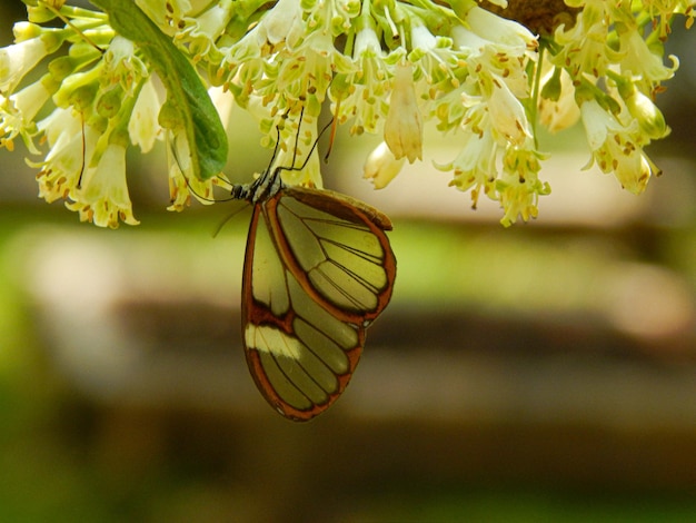 Kristallschmetterling