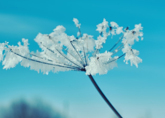 Kristallschneeblumen gegen den blauen Himmel. Winterwunder der Naturkristalle des Frosts. Winterszenenlandschaft