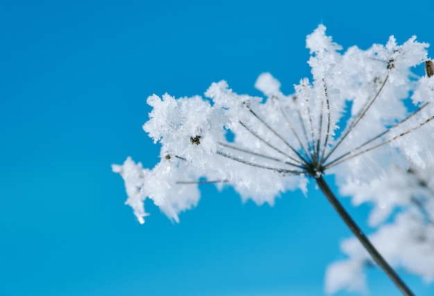 Kristallschneeblumen gegen den blauen Himmel. Winterwunder der Naturkristalle des Frosts. Winterszenenlandschaft