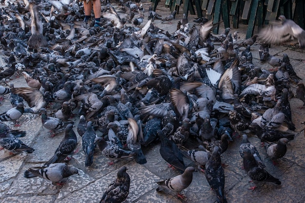 Kroatien Dubrovnik. Tauben füttern auf dem Platz.