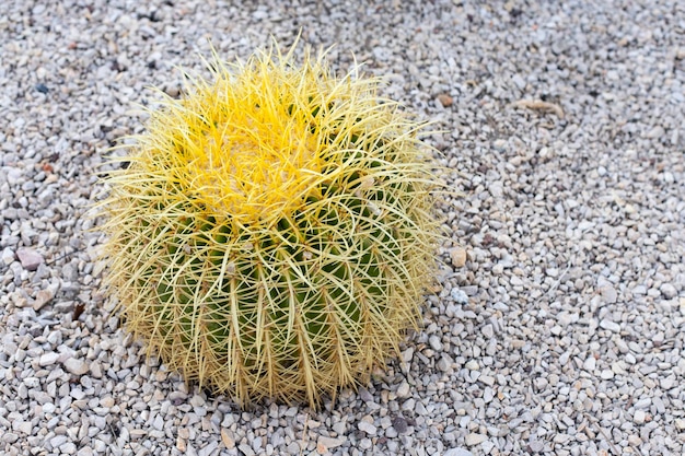 Foto kroenleinia é um gênero monotípico de plantas suculentas kroenleinea grusonii em solo rochoso