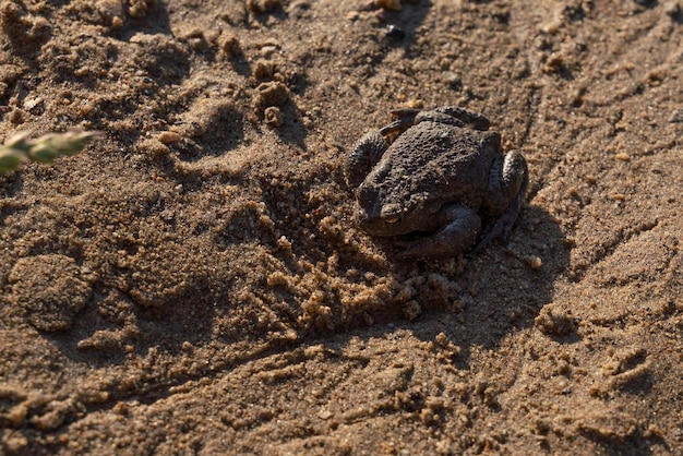 Foto kröte sitzt auf dem sand