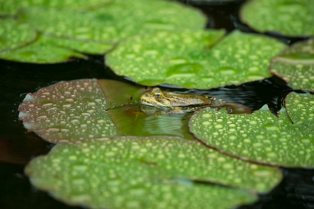 Kröte sitzt auf einer Seerose im Regen