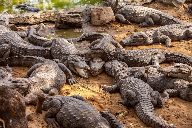 Krokodil, Alligator auf einem Ochsen