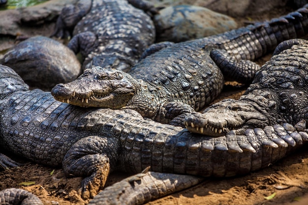 Krokodil, Alligator auf einem Ochsen