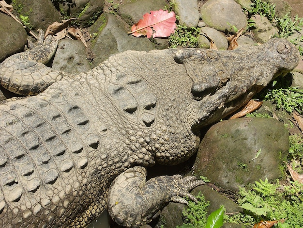 Krokodil Alligator Nahaufnahme Großes altes Krokodil großes Raubtier Reptil