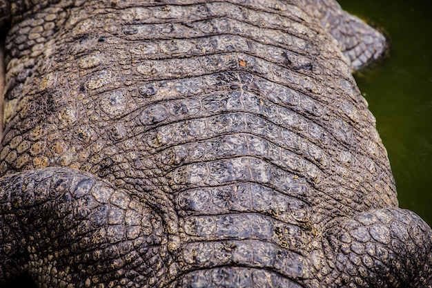 Krokodil Arten von Amphibien