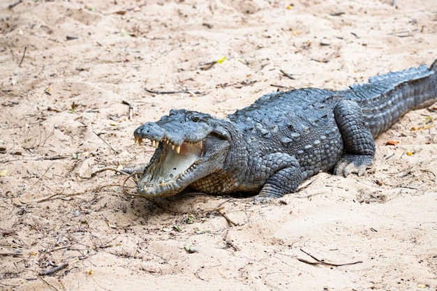 Krokodil auf einem Seeufer öffnete den Mund