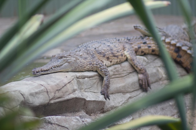 Foto krokodil auf felsen im wald