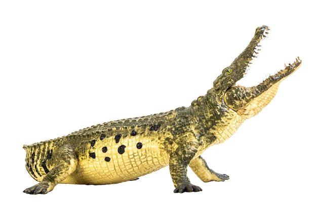 Krokodil auf isoliertem Hintergrund