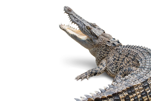 Krokodil auf weißem Hintergrund