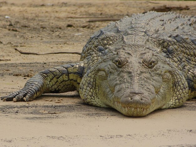 Krokodil-Close-Up