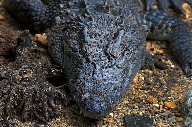 Krokodil Crocodylidae Reptilabschluß herauf Kopf