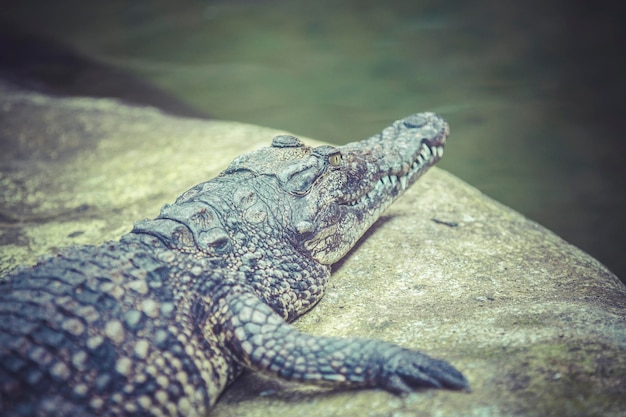 Foto krokodil, das auf dem sand ruht