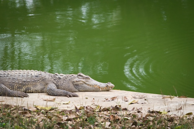 Krokodil, das in der Sonne nahe dem Fluss sich aalt