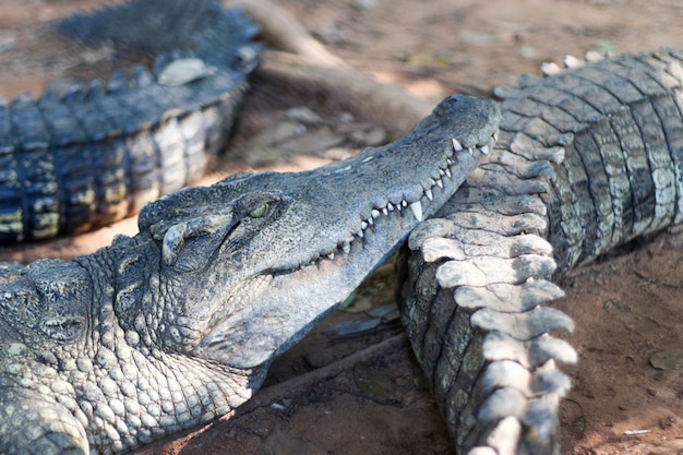 Krokodil, das mit Familie im Zoo erwacht