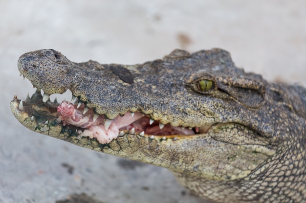 Krokodil essen Fleisch im Park