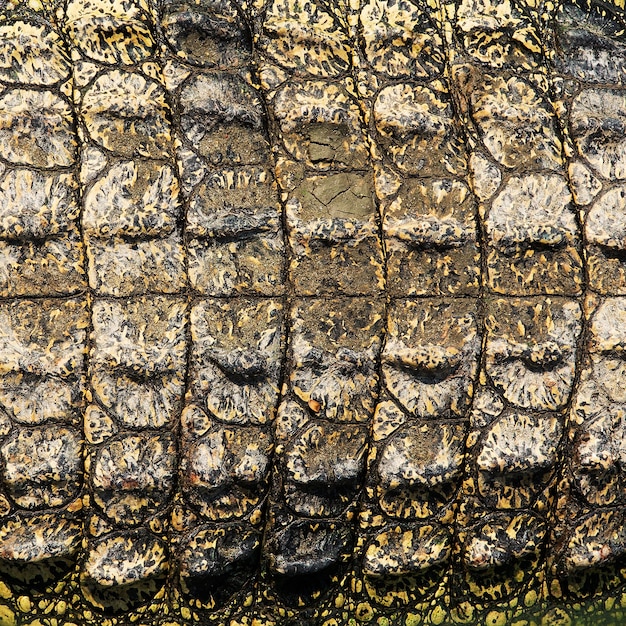 Krokodil Haut Textur