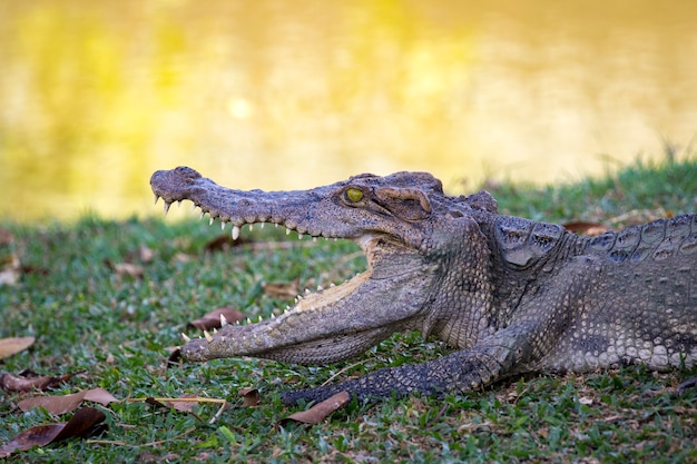 Krokodil im Gras. Reptil.