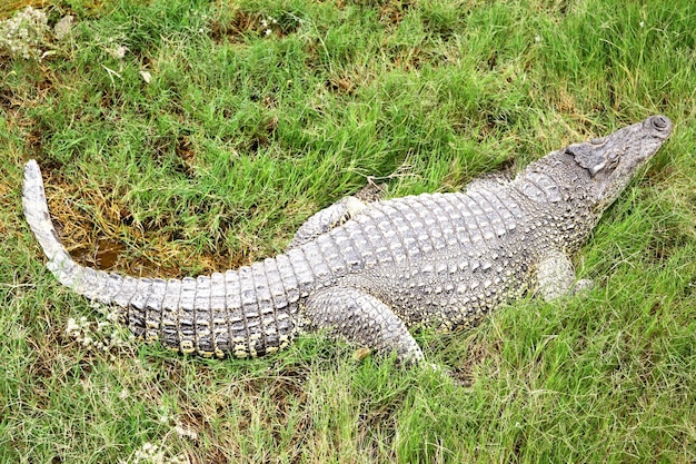 Krokodil im Gras