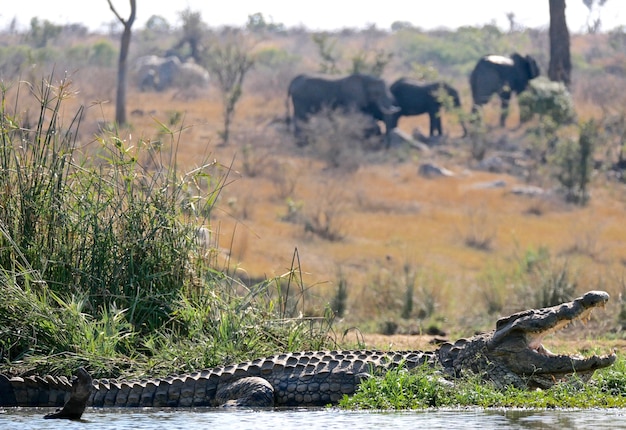 Krokodil im Krüger-Nationalpark - Südafrika