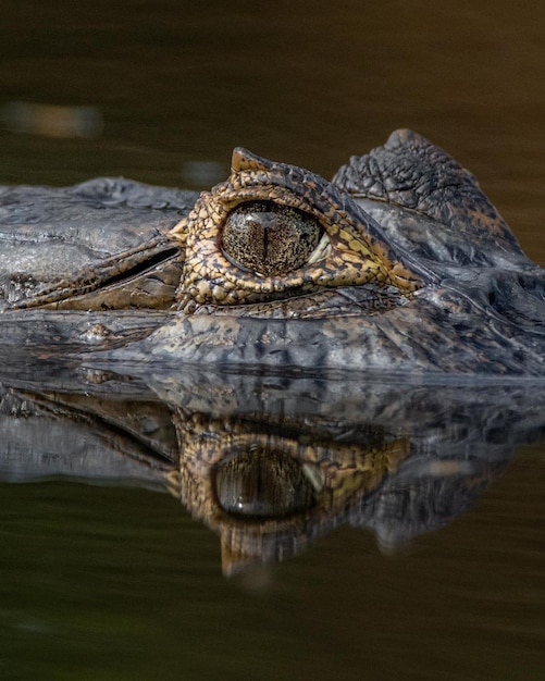 Foto krokodil im see