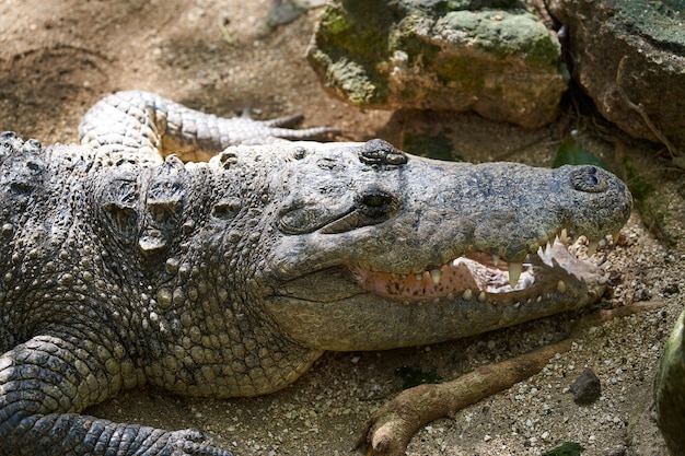 Krokodil in Mexiko Riviera Maya